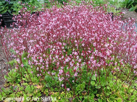 Posliinirikko, Saxifraga x urbium